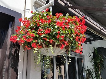 Custom Hanging Baskets - City of Sydney shopfront.jpg